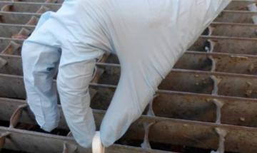 Zanzare, da gioved&igrave; le pastiglie