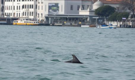 Delfino nel Bacino di San Marco, al via il monitoraggio scientifico