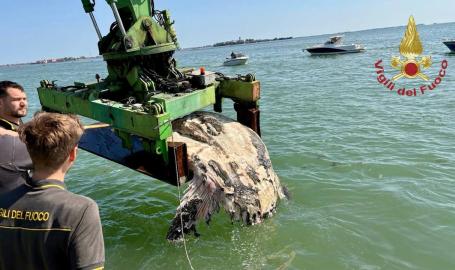Pesce Luna trovato morto in laguna
