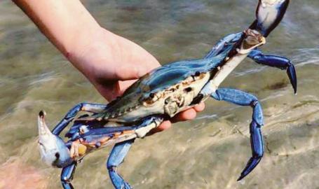 Granchio blu, le imprese italiane &ldquo;Non &egrave; cibo per gatti&rdquo;